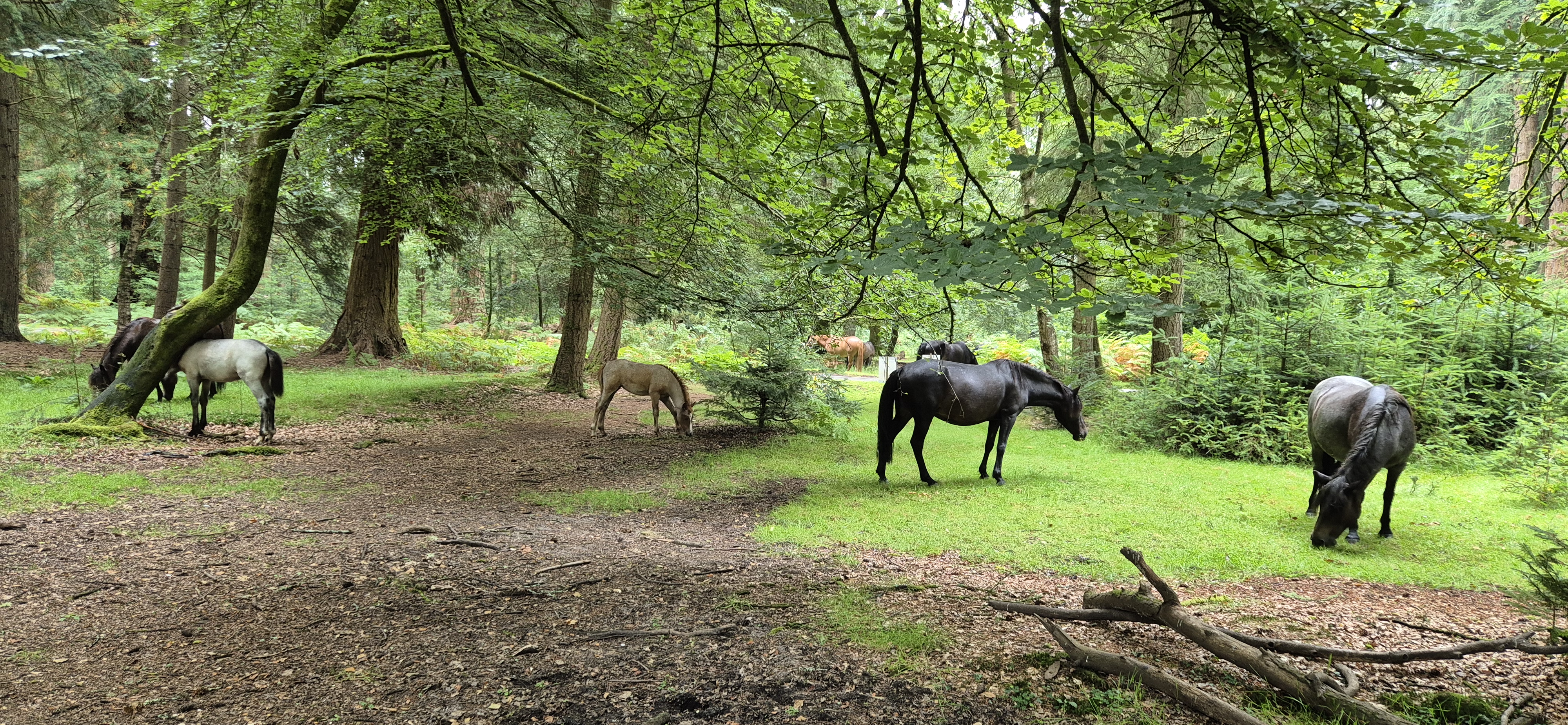 Horses in the New Forest - eating grass under the trees